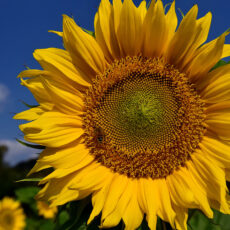 منتجات الزيوت النباتية